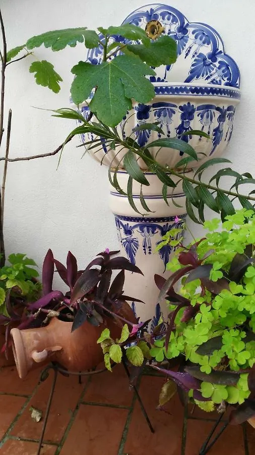 Patios Con Encanto Kordoba Hiszpania
